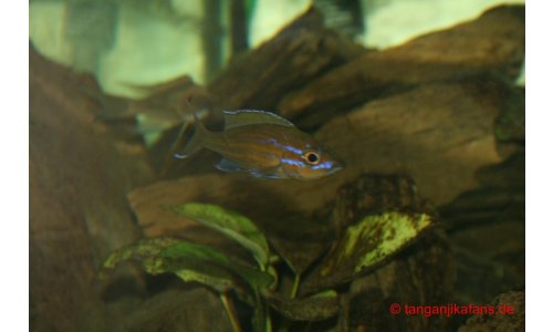 Paracyprichromis nigripinnis Blue Neon